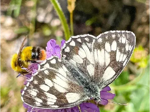 Beat Thommen aus Ziefen landet einen Doppeltreffer: Beide Insekten geniessen die Süssigkeiten auf der Ulmethöchi.