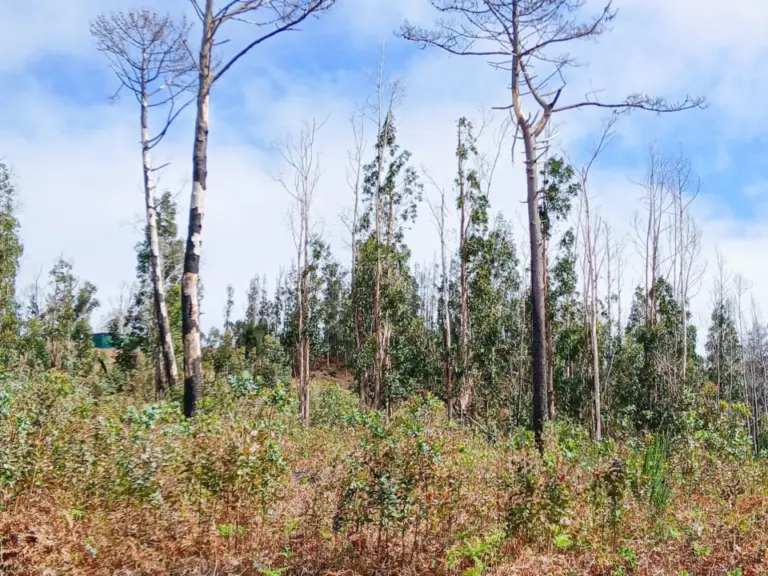 Verbrannte Baumstämme und kahle Bäume ragen über einer verbrannten Landschaft mit neu wachsendem Gras und Farn.