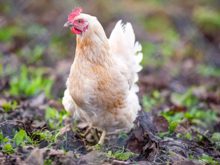 Ein weisses Huhn mit rotem Kamm steht auf einem Boden mit Laub und Gras.