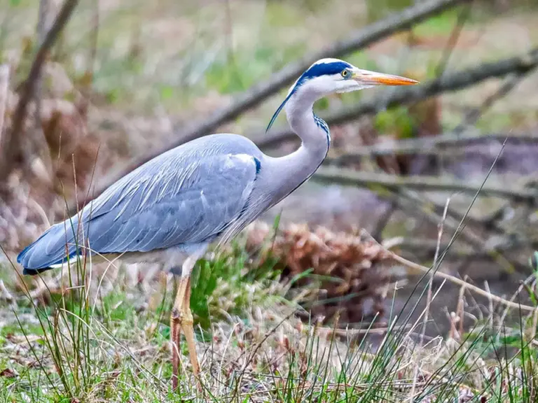 Ein Graureiher mit grauem Gefieder und orangem Schnabel steht im Gras vor Gebüsch.