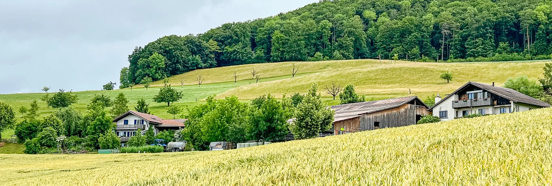 Ein goldenes Getreidefeld vor Bauernhäusern am Waldrand unter bewölktem Himmel.