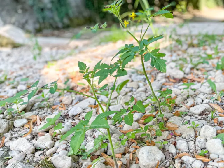 Eine kleine grüne Tomatenpflanze mit gelben Blüten wächst zwischen groben Kieselsteinen in einem trockenen Flussbett.