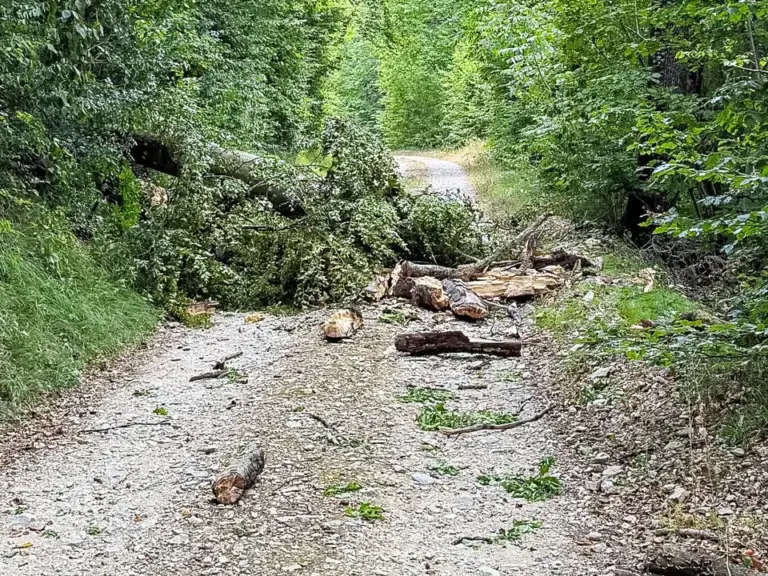 Ein umgestürzter Baumstamm liegt quer über einem Schotterweg im Wald.