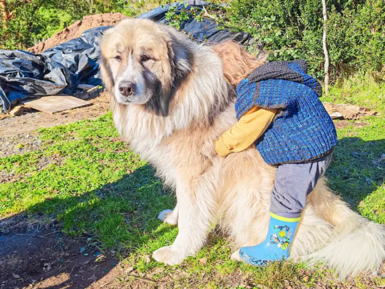 Ein grosser, zottiger Hund steht im Gras, ein Kind schmiegt sich an seinen Rücken.
