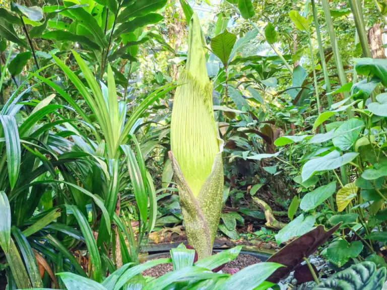 Eine hohe, spitz zulaufende grünliche Blüte ragt zwischen dichtem tropischem Blattwerk empor.