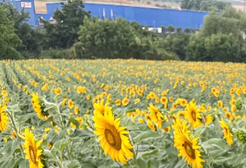 Sinnbildlich wie Sonnenblumen soll man sich dank dem Sommer-Klangkonzert dem Licht zuwenden.