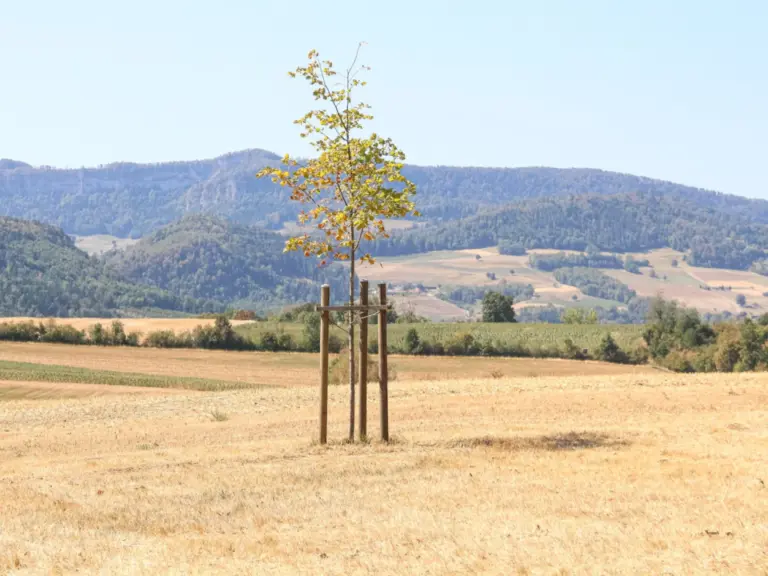 Ein junger, gestützter Baum steht einzeln auf einem abgeernteten Feld vor bewaldeten Hügeln.