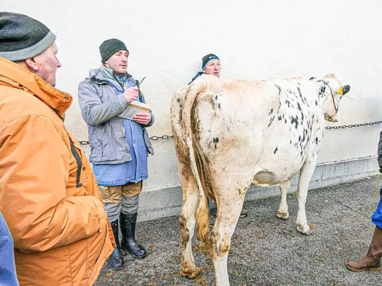 Mehrere Männer in Winterkleidung stehen bei einer gefleckten Kuh im Freien.