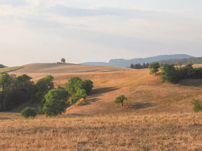 Hügelige Landschaft mit vereinzelten Bäumen und trockenen goldenen Feldern unter blassem Himmel.
