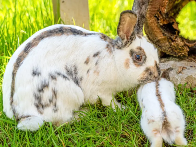 Ein weiss-braun geflecktes Kaninchen sitzt im Gras neben einem kleinen Jungtier vor einem Baumstumpf.