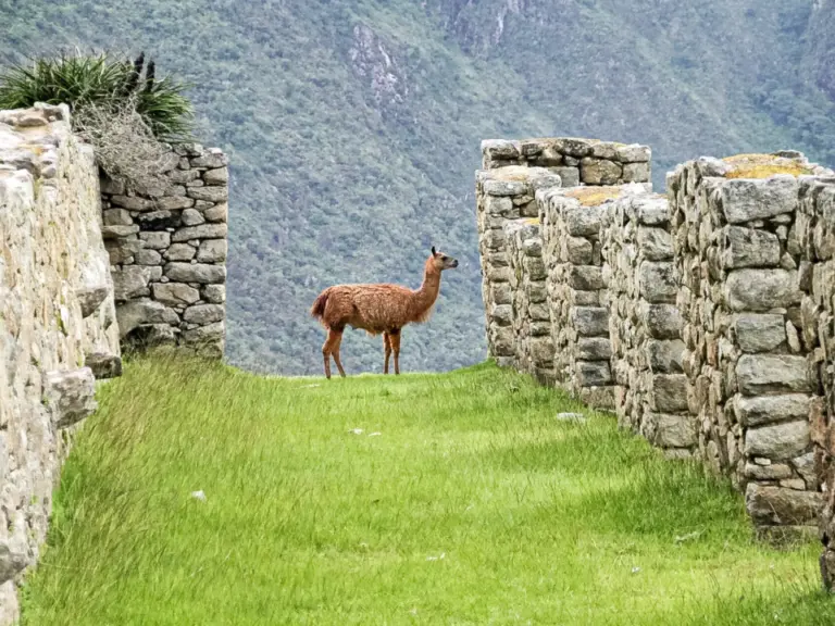 Ein Lama steht auf grasbewachsenem Weg zwischen alten Steinmauern, im Hintergrund bewaldete Berge.