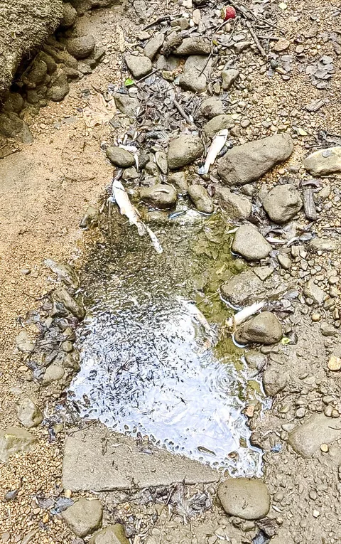 Ausgetrocknetes Bachbett mit Steinen, verendeten Fischen und einer verbliebenen Wasserlache.