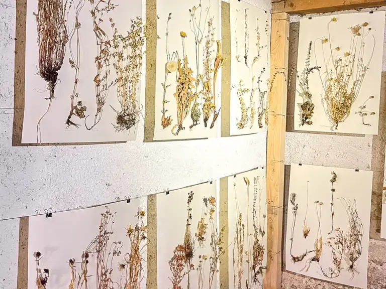 Gepresste, getrocknete Pflanzen auf Papierbögen an Wänden eines Raumes mit Holzbalken.
