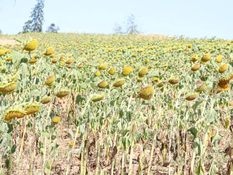 Ein Feld mit vertrockneten Sonnenblumen, deren Köpfe nach unten hängen, unter blauem Himmel.