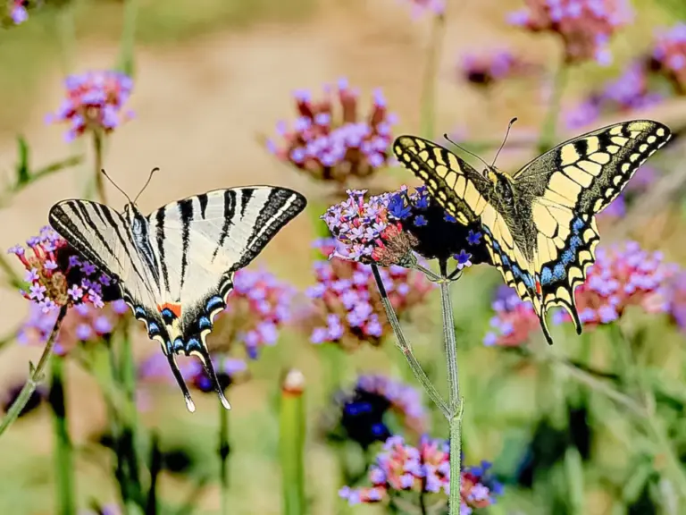 Zwei gestreifte Schmetterlinge sitzen auf violetten Blüten inmitten einer Wiese.