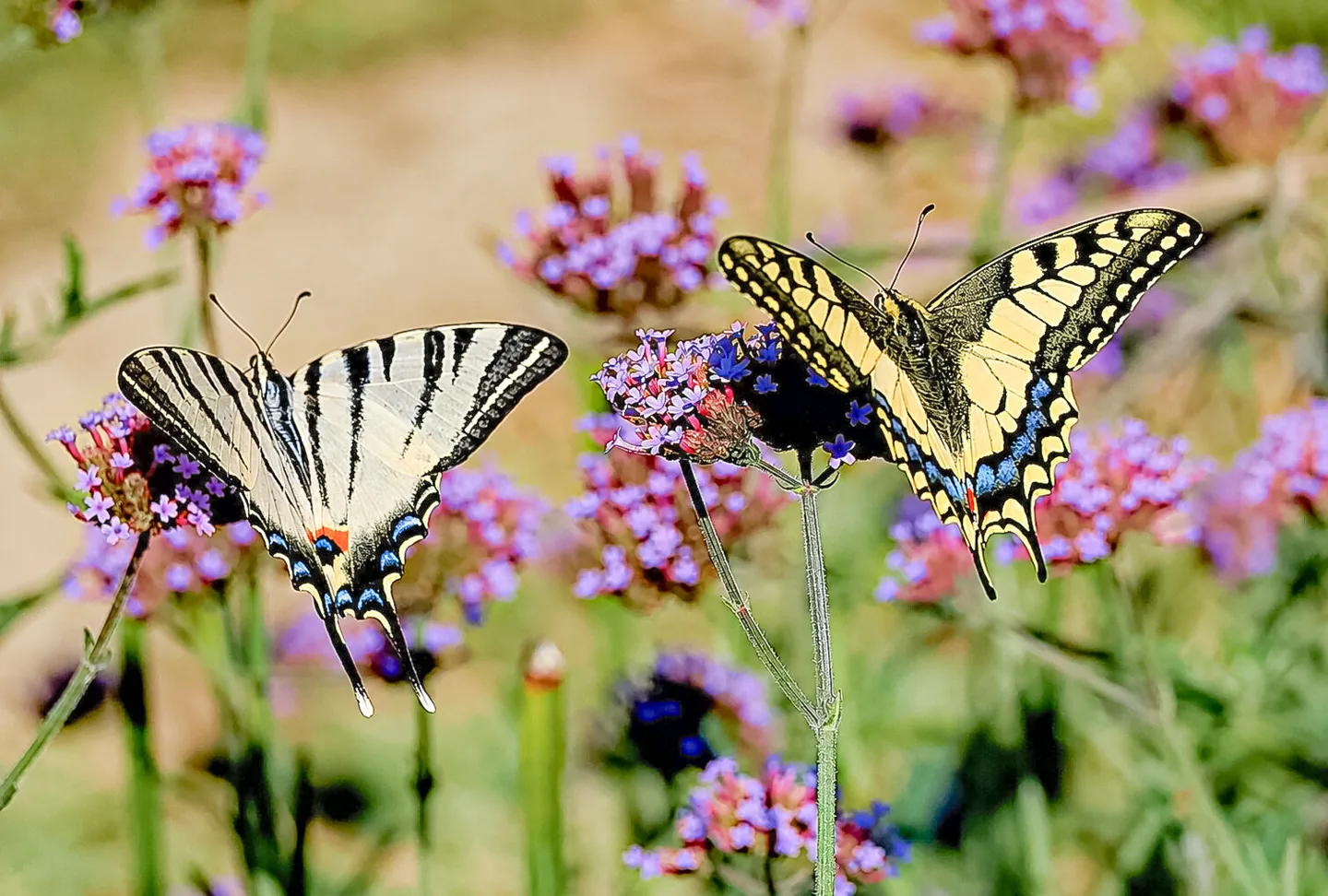 Zwei gestreifte Schmetterlinge sitzen auf violetten Blüten inmitten einer Wiese.
