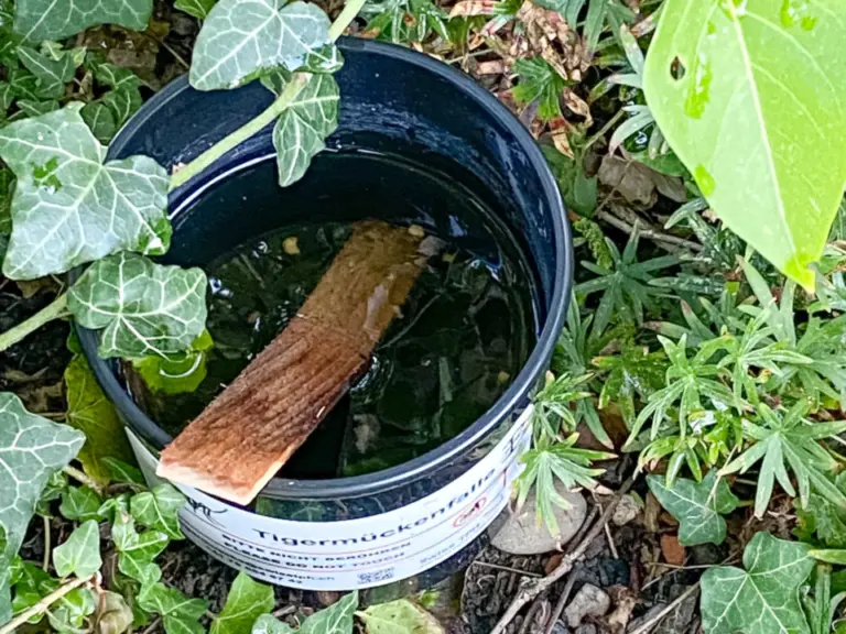 Ein schwarzer Eimer mit Wasser und einem Holzstück steht zwischen Efeu-Ranken im Garten.