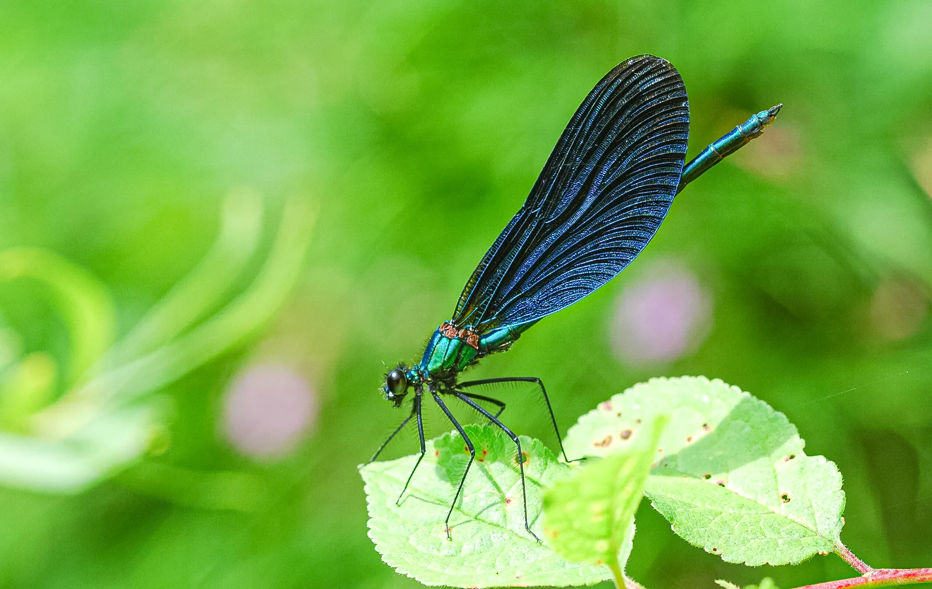 Eine dunkelblau schimmernde Libelle mit schwarzen Flügeln sitzt auf einem grünen Blatt.