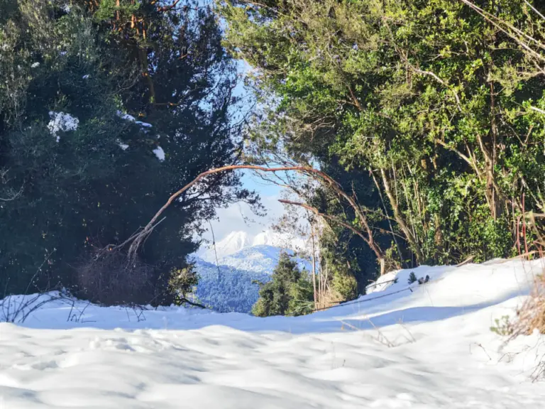 Schneebedeckter Waldweg mit Bäumen, im Hintergrund öffnet sich der Blick auf verschneite Berggipfel.