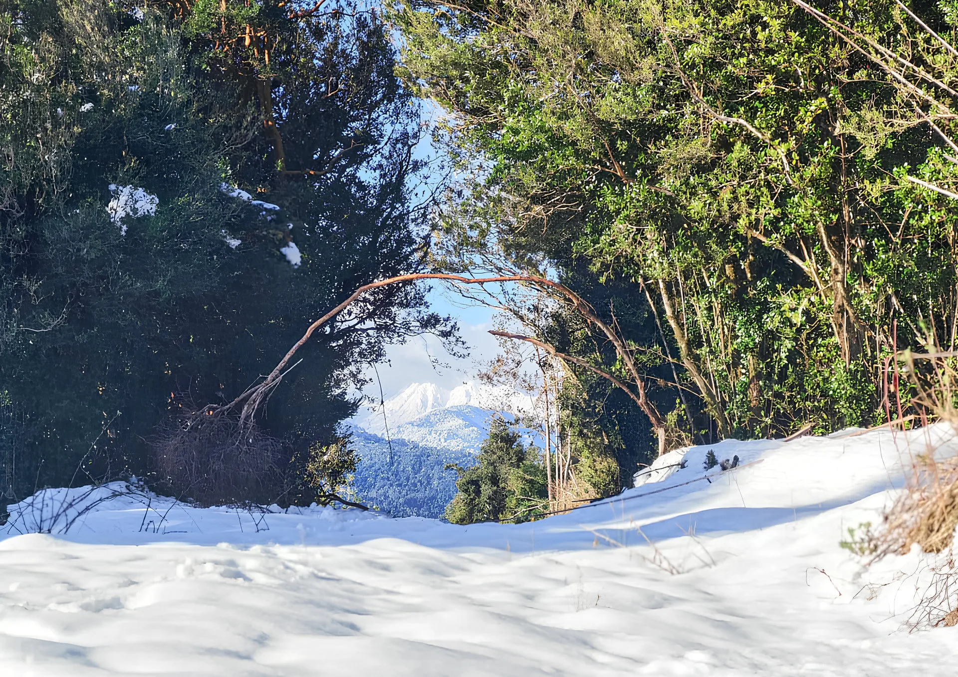 Schneebedeckter Waldweg mit Bäumen, im Hintergrund öffnet sich der Blick auf verschneite Berggipfel.