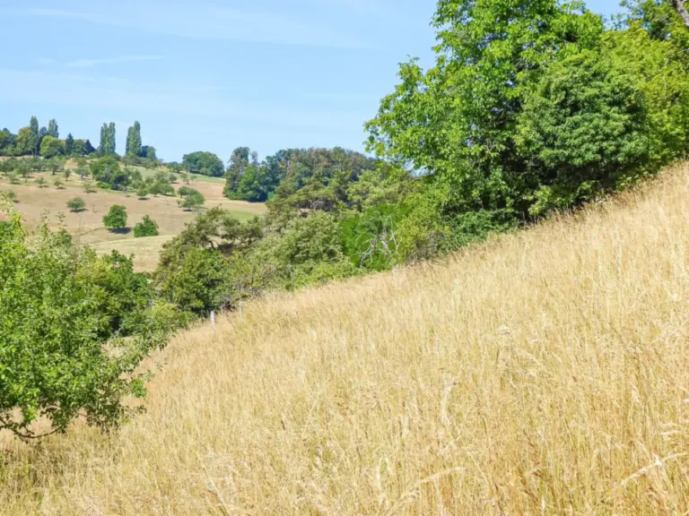Ein hügeliger Hang mit hohem, vertrocknetem Gras, umgeben von Bäumen und Wiesen unter blauem Himmel.