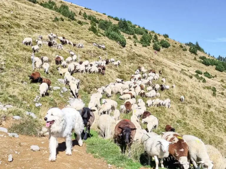 Ein weisser Hirtenhund führt eine Schaf- und Ziegenherde einen Bergpfad hinunter.