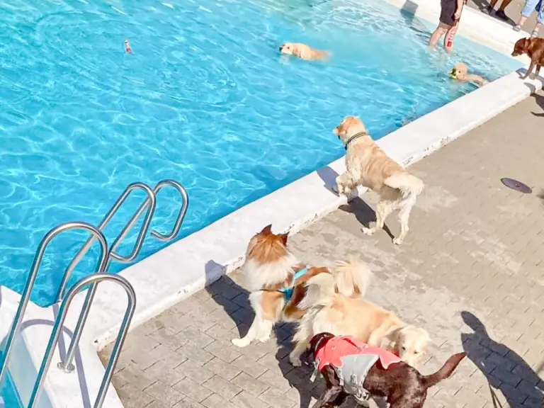 Mehrere Hunde spielen an einem Schwimmbecken, während Besucher am Rand zuschauen.