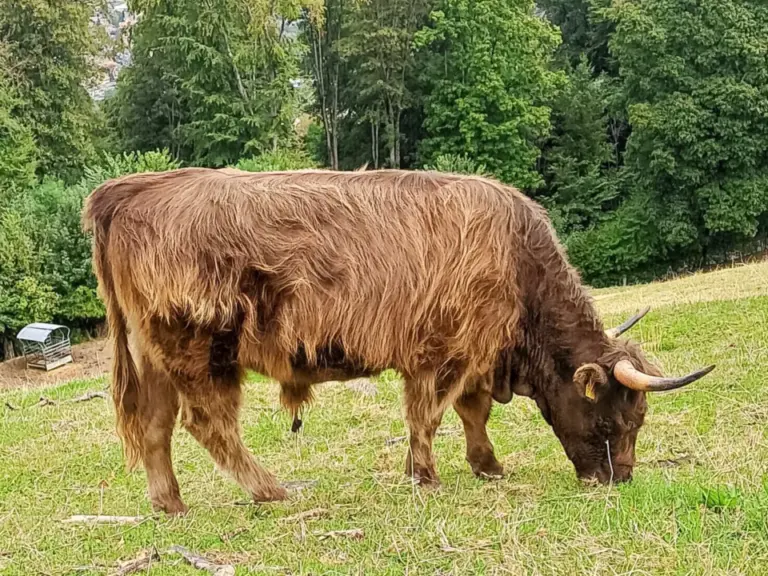 Ein langhaariges braunes Rind mit Hörnern grast auf einer grünen Wiese vor einem Ausblick auf eine Stadt.