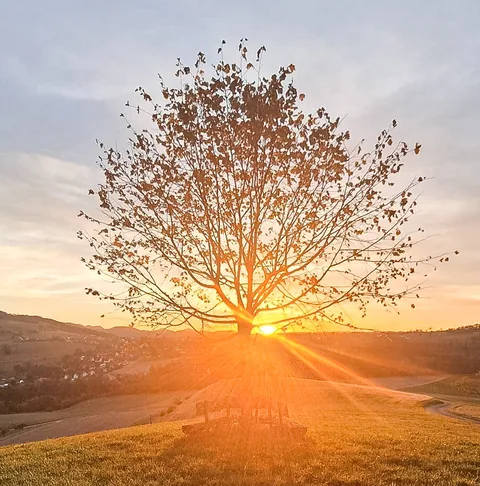 Ein Baum ohne Laub steht auf einer Wiese, dahinter geht die Sonne golden über Hügeln unter.