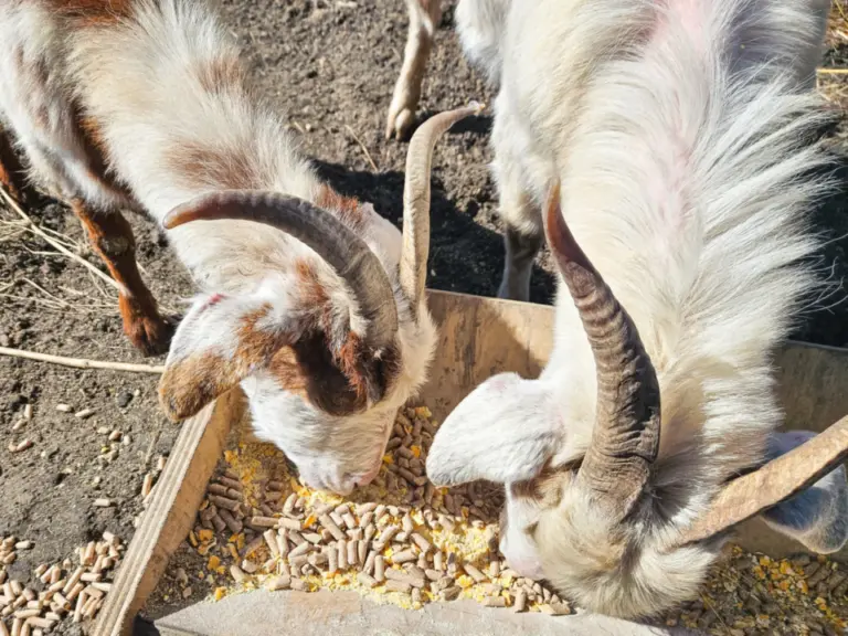 Zwei Ziegen mit gebogenen Hörnern fressen Futterpellets aus einem Holztrog.