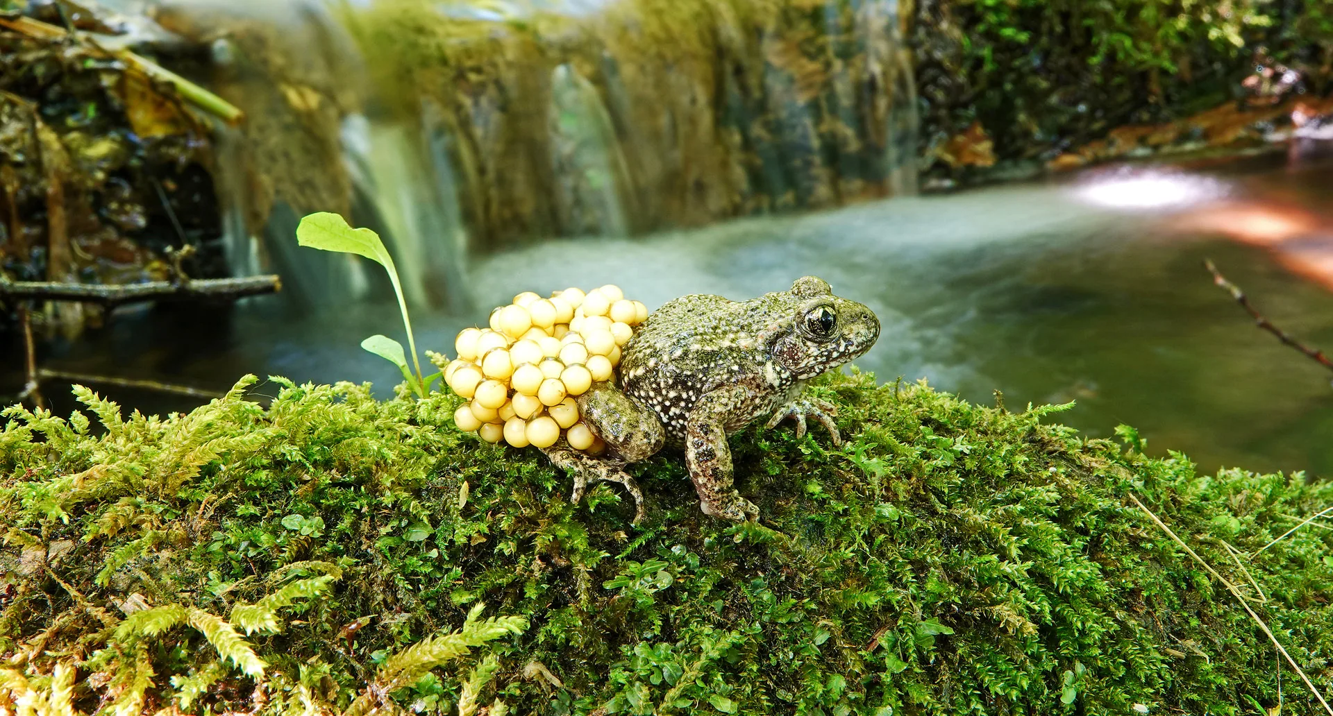 Eine Kröte mit gelben Eierschnüren sitzt auf moosbewachsenem Stein vor einem Wasserfall.