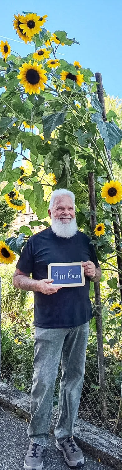 Ein älterer Mann mit weissem Bart steht vor einer riesigen Sonnenblumenstaude und hält ein Schild mit einer Höhenangabe.