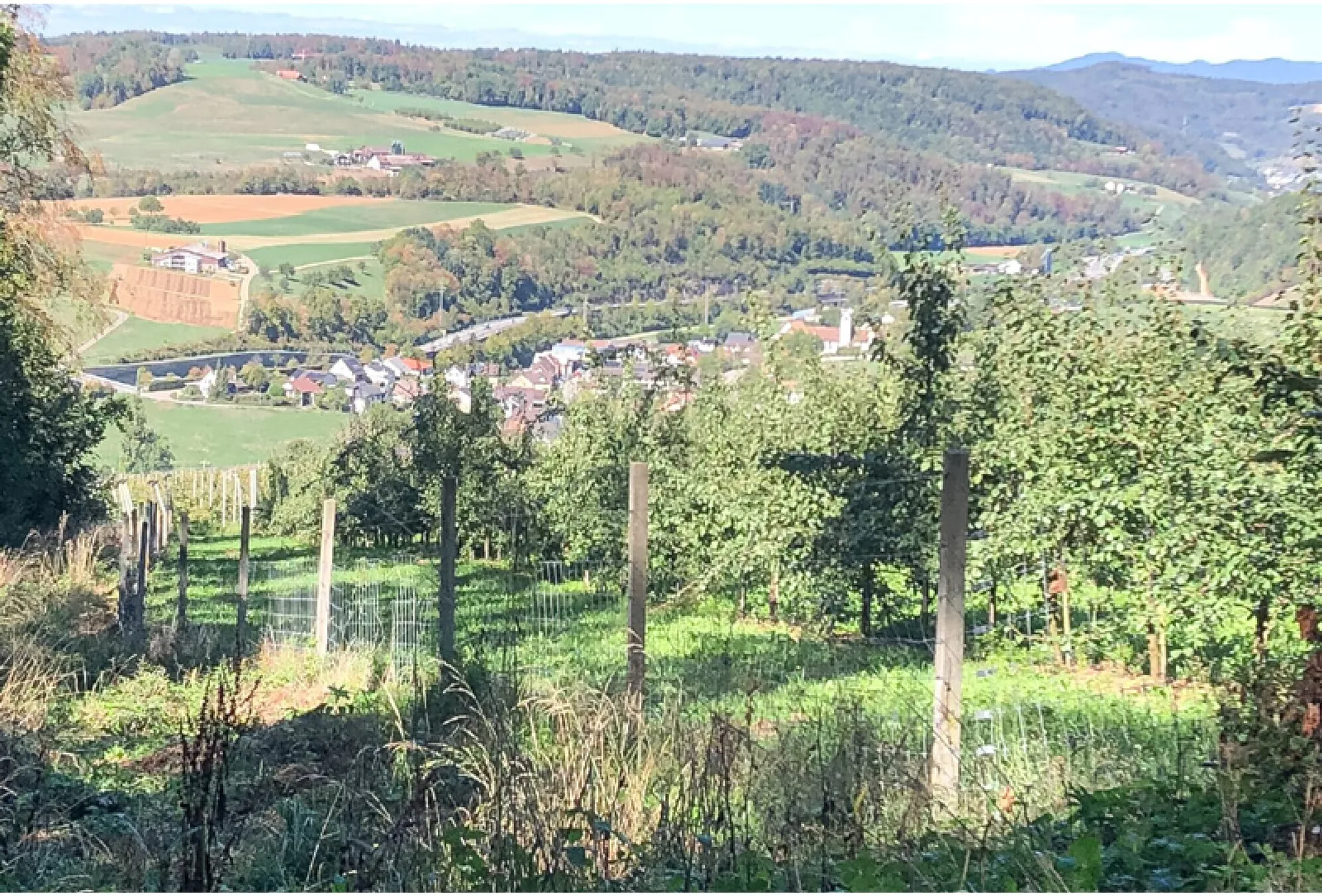 Diesen idyllischen Ausblick aus der Waldhütte hält die Kamera von Ruth Meier aus Diegten fest.
