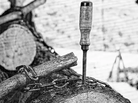 Ein Bohrwerkzeug mit Holzgriff steckt senkrecht im Querschnitt eines dicken Baumstamms.