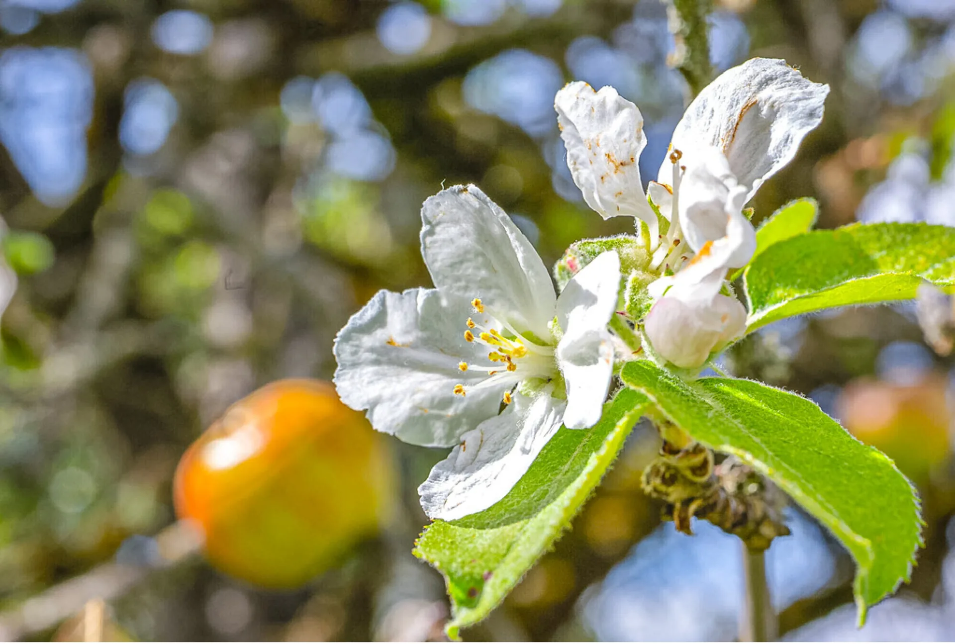 Ist der Baum gestresst, gerät sein Hormonhaushalt durcheinander und es kann zur zweiten Blüte kommen.