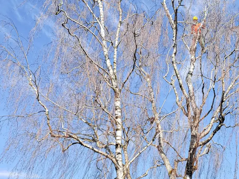 Kahler Birkenbaum mit weisser Rinde vor blauem Himmel und Wohnhäusern im Hintergrund.