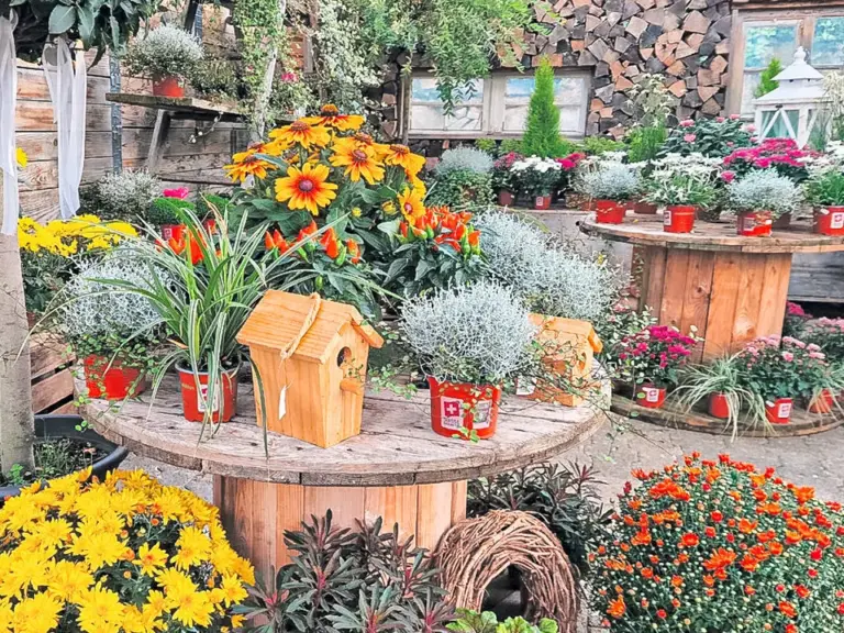 Bunte Herbstblumen in Töpfen auf runden Holztischen in einem Gartencenter, mit Vogelhäuschen und Brennholzstapel im Hintergrund.