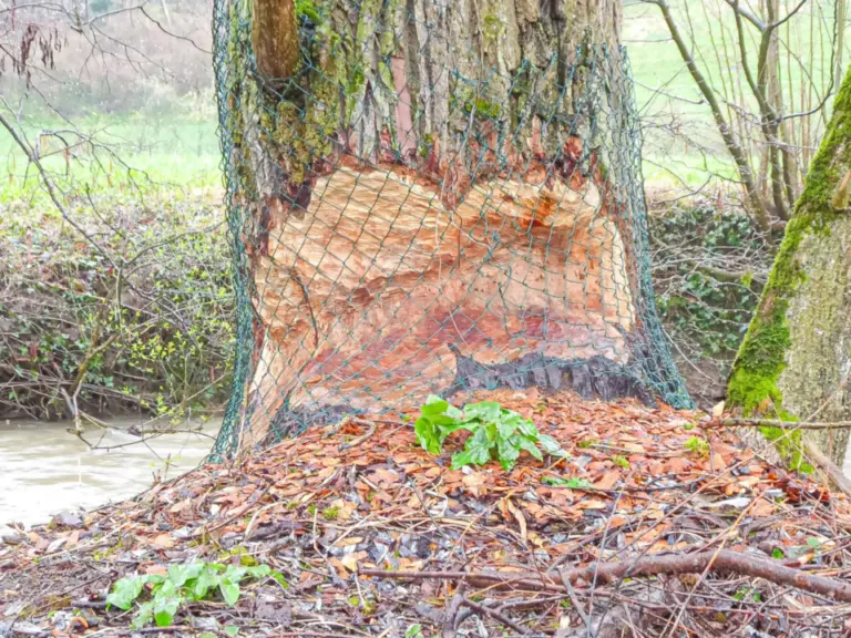 Baumstamm mit Nageschäden, geschützt durch ein Drahtgeflecht, an einem Flussufer.
