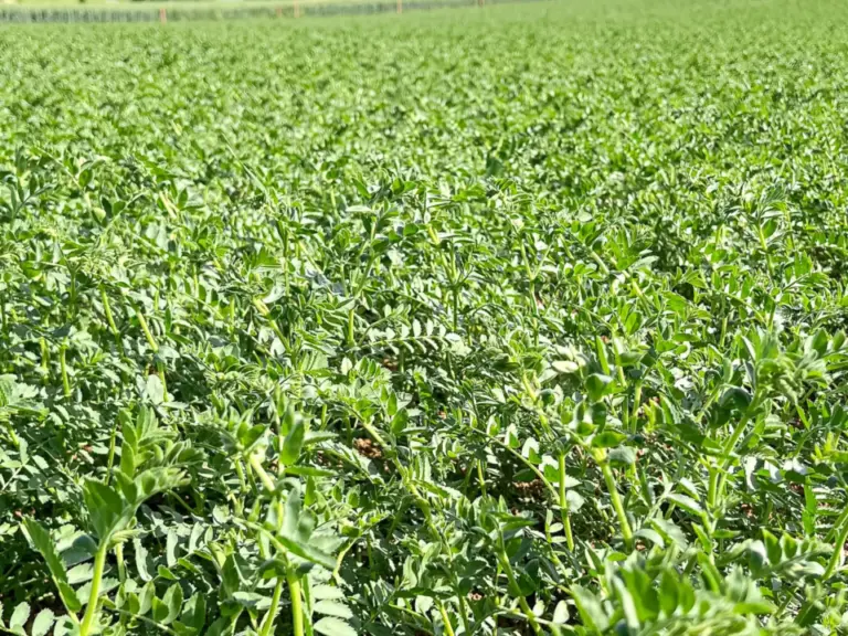 Ein grünes Feld mit Hülsenfrüchten erstreckt sich bis zu bewaldeten Hügeln unter blauem Himmel.